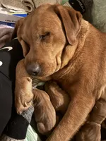 Male 3, a male Labrador Retriever for sale in Portland, TN – Photo 2 of 5