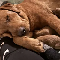 Male 3, a male Labrador Retriever for sale in Portland, TN – Photo 3 of 5