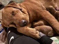 Male 3, a male Labrador Retriever for sale in Portland, TN – Photo 3 of 5