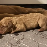 Male 3, a male Labrador Retriever for sale in Portland, TN – Photo 1 of 5