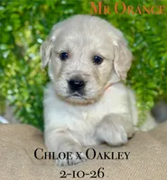 Male 5th pick CO, a male Golden Retriever and English Cream Golden Retriever for sale in Portland, TN – Photo 3 of 8