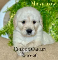 Male 5th pick CO, a male Golden Retriever and English Cream Golden Retriever for sale in Portland, TN – Photo 6 of 8