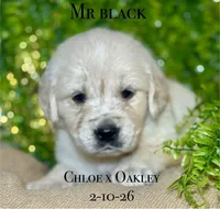 Male 5th pick CO, a male Golden Retriever and English Cream Golden Retriever for sale in Portland, TN – Photo 2 of 8