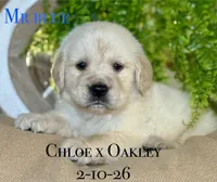 Male 5th pick CO, a male Golden Retriever and English Cream Golden Retriever for sale in Portland, TN – Photo 5 of 8