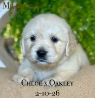 Male 5th pick CO, a male Golden Retriever and English Cream Golden Retriever for sale in Portland, TN – Photo 4 of 8