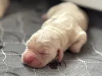 Male 5th pick CO, a male Golden Retriever and English Cream Golden Retriever for sale in Portland, TN – Photo 1 of 2