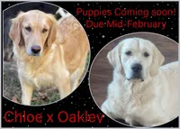 Male 5th pick CO, a male Golden Retriever and English Cream Golden Retriever for sale in Portland, TN – Photo 2 of 2