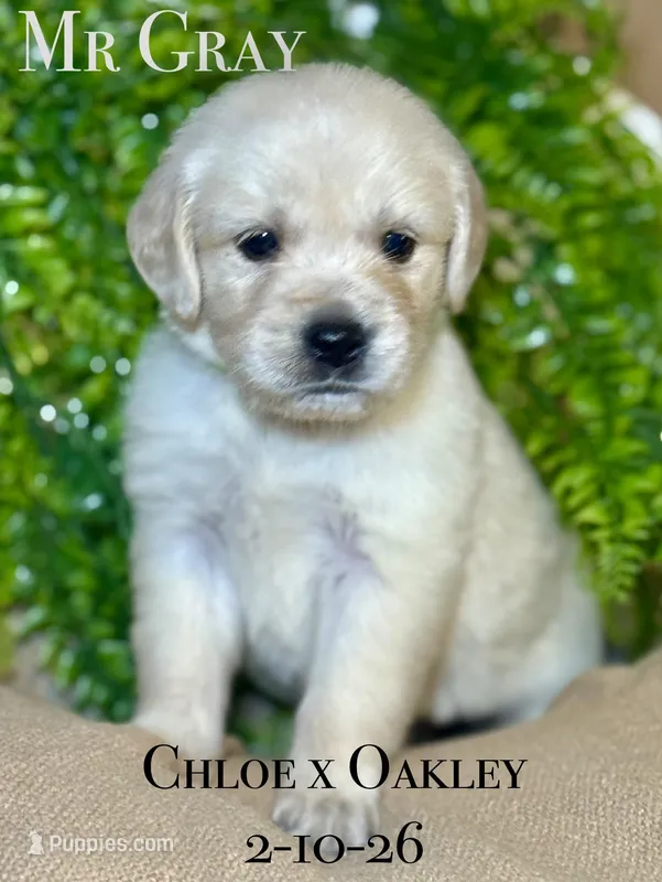 Male 5th pick CO – Golden Retriever, English Cream Golden Retriever puppy for sale in Portland, TN