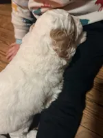 Alfalfa, a male Cavapoo and Miniature Goldendoodle for sale in Madison, GA – Photo 4 of 5