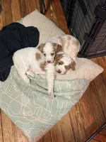 Alfalfa, a male Cavapoo and Miniature Goldendoodle for sale in Madison, GA – Photo 5 of 5