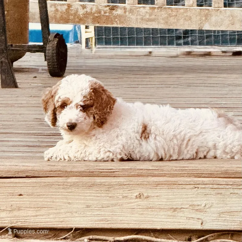 Alfalfa – Cavapoo, Miniature Goldendoodle puppy for sale in Madison, GA
