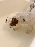 Alfalfa, a male Cavapoo and Miniature Goldendoodle for sale in Madison, GA – Photo 2 of 5