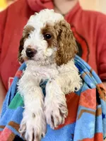 Alfalfa, a male Cavapoo and Miniature Goldendoodle for sale in Madison, GA – Photo 1 of 5