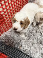 Alfalfa, a male Cavapoo and Miniature Goldendoodle for sale in Madison, GA – Photo 5 of 5
