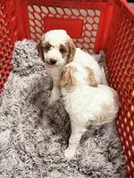 Alfalfa, a male Cavapoo and Miniature Goldendoodle for sale in Madison, GA – Photo 3 of 5