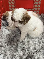 Alfalfa, a male Cavapoo and Miniature Goldendoodle for sale in Madison, GA – Photo 4 of 5