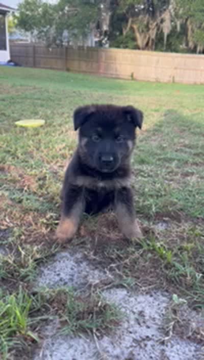Luna, a female German Shepherd Dog for sale in Lakeland, FL – 2 of 4