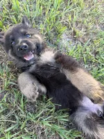 Nova, a male German Shepherd Dog for sale in Lakeland, FL – 2 of 3