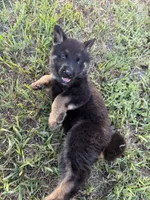 Nova, a male German Shepherd Dog for sale in Lakeland, FL – 3 of 3