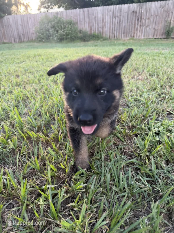 Nova – German Shepherd Dog puppy for sale in Lakeland, FL