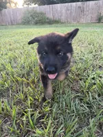 Nova, a male German Shepherd Dog for sale in Lakeland, FL – 1 of 3