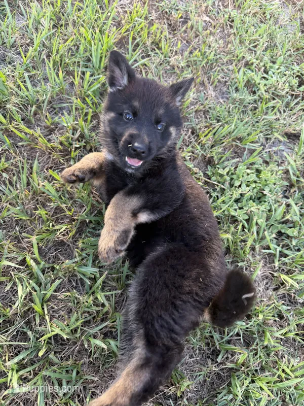Luna – German Shepherd Dog puppy for sale in Lakeland, FL