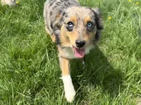 Koda, a female Miniature Australian Shepherd for sale in Southport, NC – 3 of 3