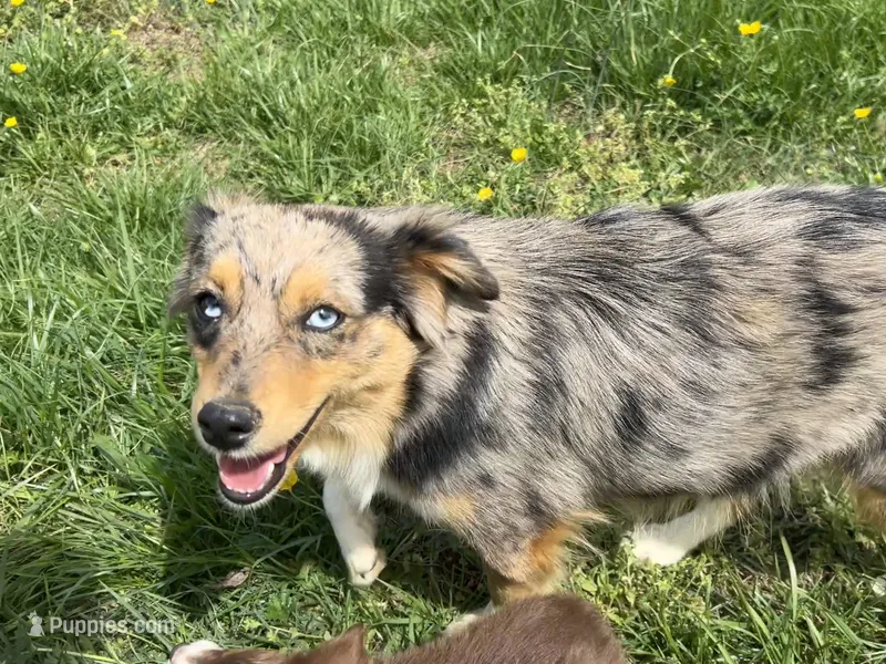 Koda – Miniature Australian Shepherd puppy for sale in Southport, NC