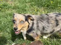Koda, a female Miniature Australian Shepherd for sale in Southport, NC – 1 of 3