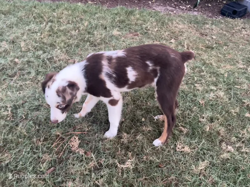Scarlett – Miniature Australian Shepherd, Toy Australian Shepherd puppy for sale in Southport, NC