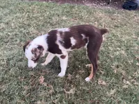 Scarlett, a female Miniature Australian Shepherd and Toy Australian Shepherd for sale in Southport, NC – 1 of 3