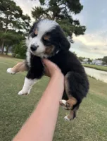 Kalua, a male Toy Australian Shepherd for sale in Southport, NC – 2 of 5