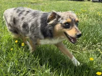 Koda, a female Miniature Australian Shepherd for sale in Southport, NC – 2 of 3