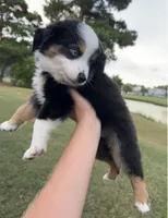 Kalua, a male Toy Australian Shepherd for sale in Southport, NC – 4 of 5