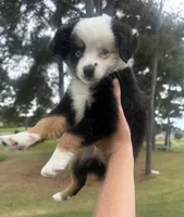 Macchiato , a female Toy Australian Shepherd for sale in Southport, NC – 4 of 6