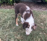 Scarlett, a female Miniature Australian Shepherd and Toy Australian Shepherd for sale in Southport, NC – 2 of 3