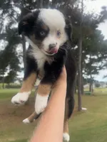 Macchiato , a female Toy Australian Shepherd for sale in Southport, NC – 3 of 6