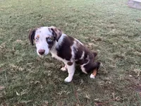 Scarlett, a female Miniature Australian Shepherd and Toy Australian Shepherd for sale in Southport, NC – 3 of 3