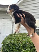 Kalua, a male Toy Australian Shepherd for sale in Southport, NC – 5 of 5