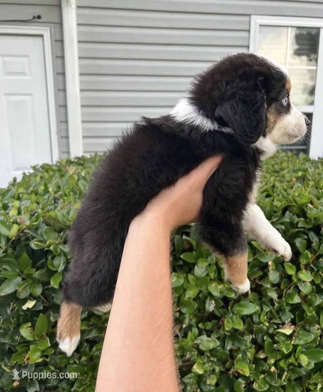 Kalua – Toy Australian Shepherd puppy for sale in Southport, NC