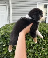 Kalua, a male Toy Australian Shepherd for sale in Southport, NC – 1 of 5