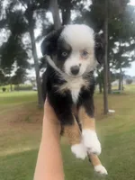 Macchiato , a female Toy Australian Shepherd for sale in Southport, NC – 5 of 6