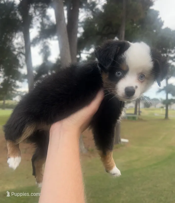 Macchiato  – Toy Australian Shepherd puppy for sale in Southport, NC