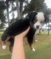 Macchiato , a female Toy Australian Shepherd for sale in Southport, NC – 1 of 6