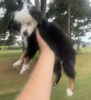 Macchiato , a female Toy Australian Shepherd for sale in Southport, NC – 2 of 6
