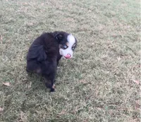 Kalua, a male Toy Australian Shepherd for sale in Southport, NC – 3 of 5