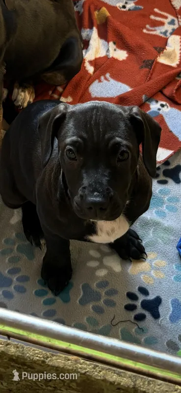 Little bit , a female American Pit Bull Terrier for sale in Blairsville, GA – Photo 1 of 1