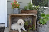 Reyna, a female Golden Retriever for sale in Pasco, WA – 1 of 5