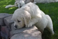 Sage, a female Golden Retriever for sale in Pasco, WA – 4 of 6
