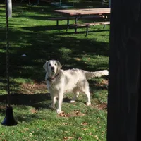 Ginger, a female Golden Retriever for sale in Pasco, WA – 3 of 5